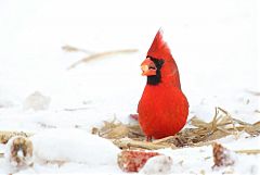 Northern Cardinal